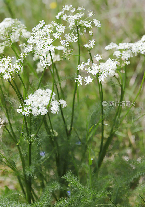 秃头，斯皮涅尔（Meum athamanticum）